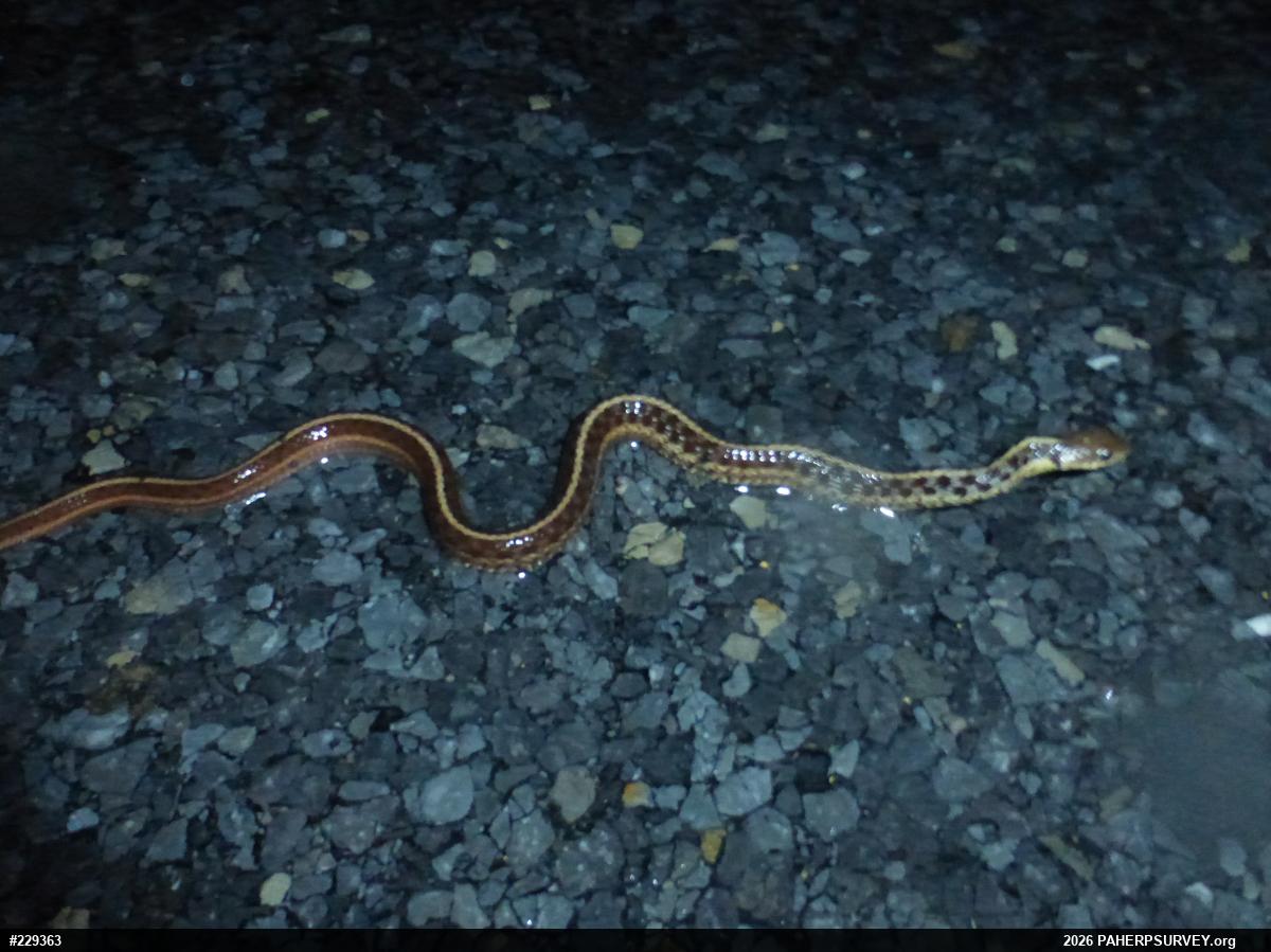 Eastern Gartersnake