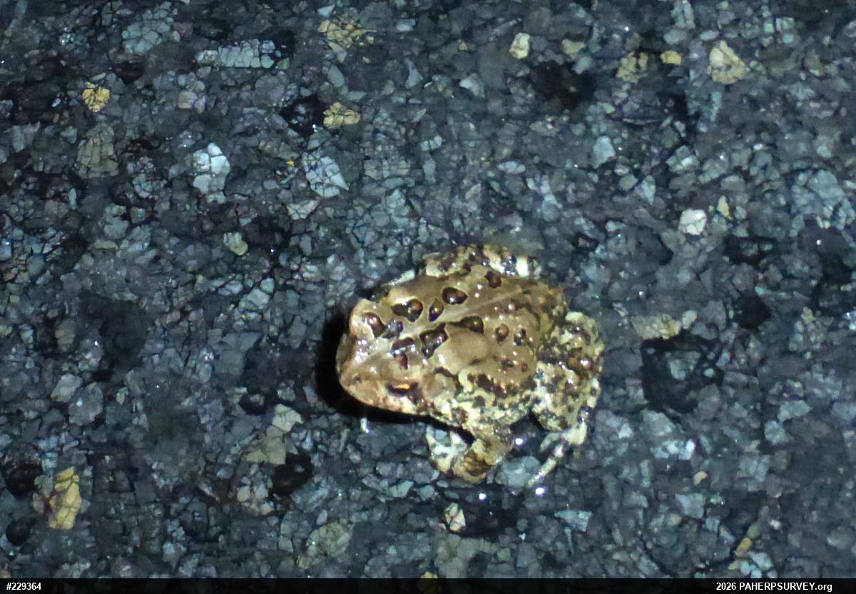 Eastern American Toad