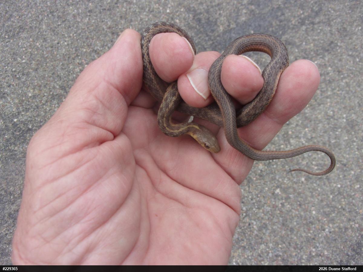 Eastern Gartersnake