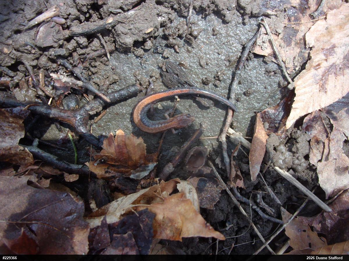 Eastern Red-backed  Salamander