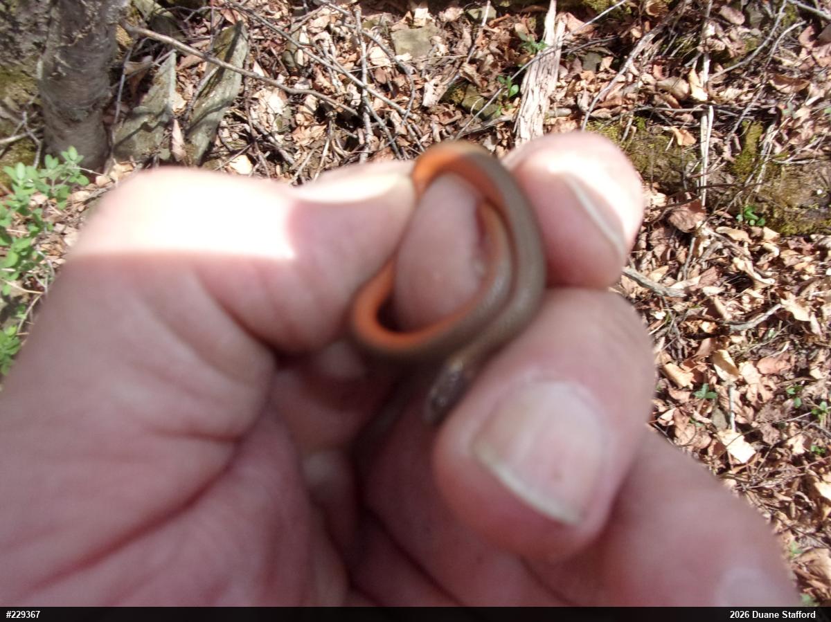 Red-bellied Snake