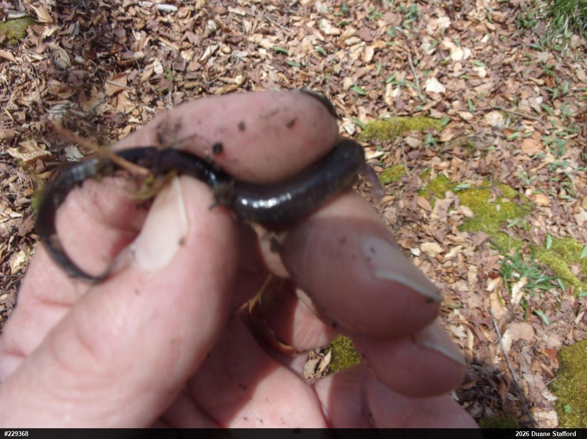Wehrle's Salamander
