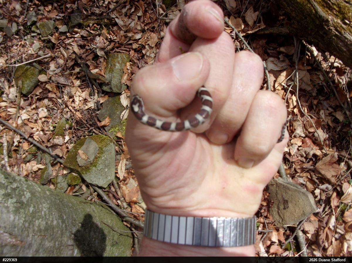 Eastern Milksnake