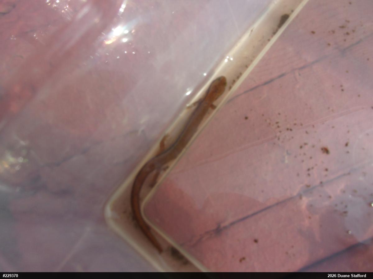 Northern Two-lined Salamander