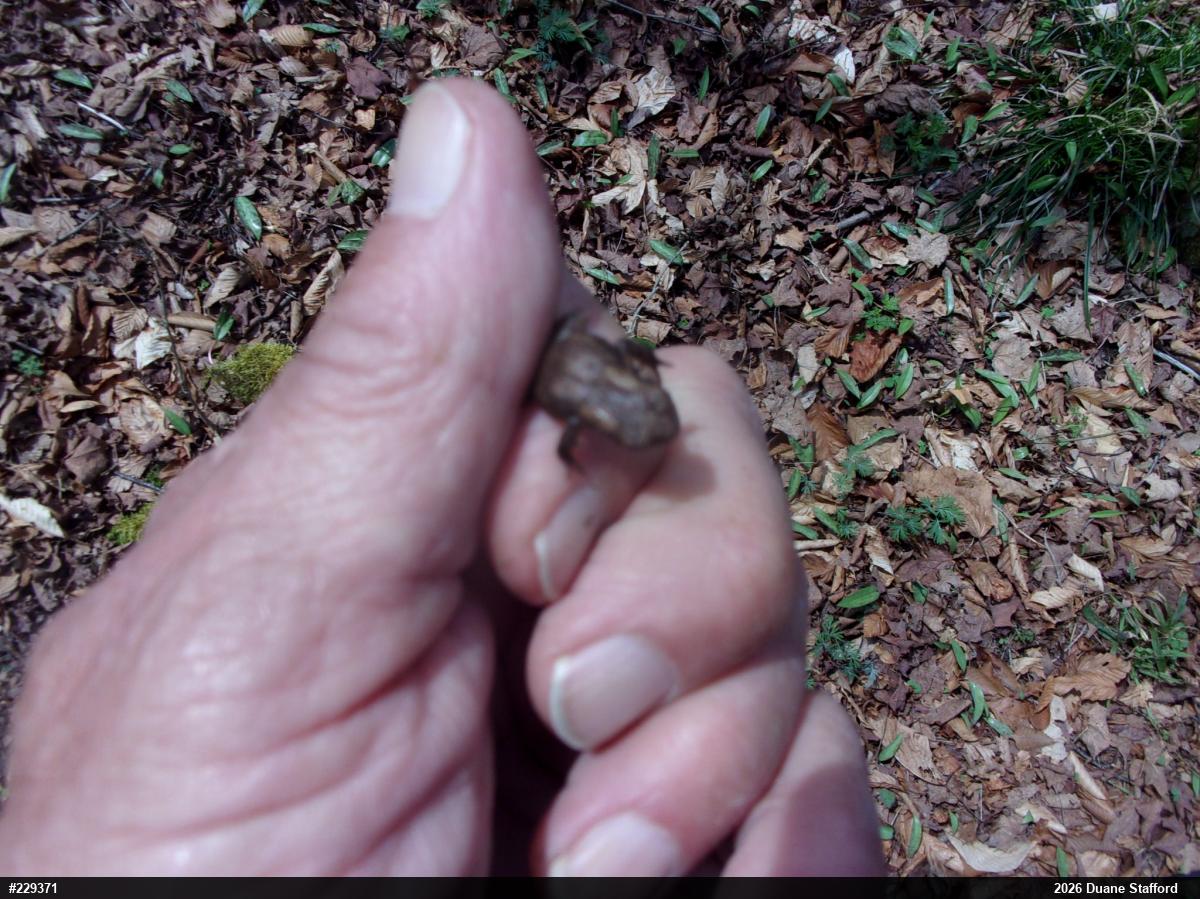 Eastern American Toad