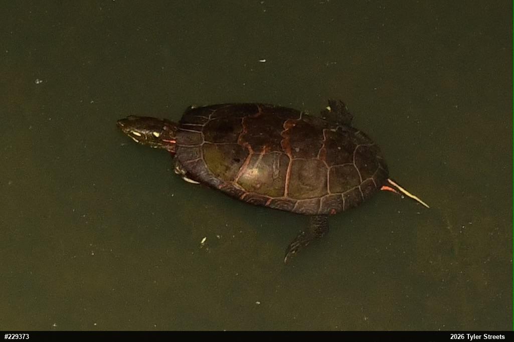 Painted Turtle