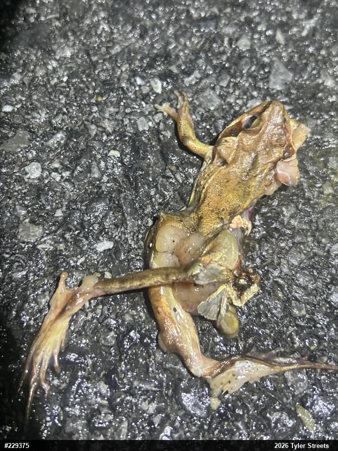 Wood Frog