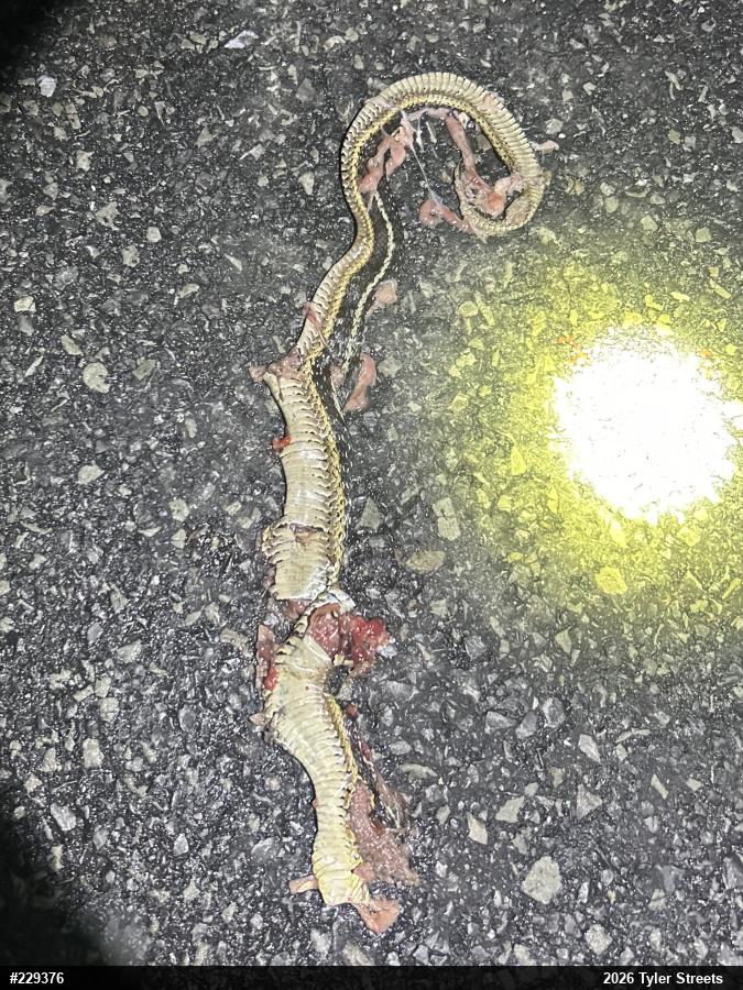 Eastern Gartersnake