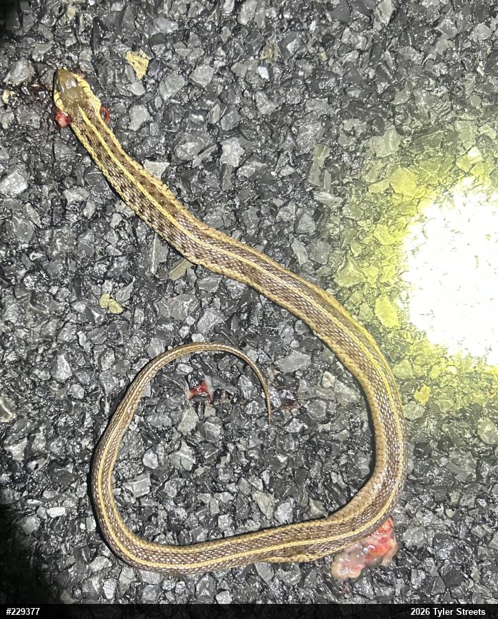 Eastern Gartersnake