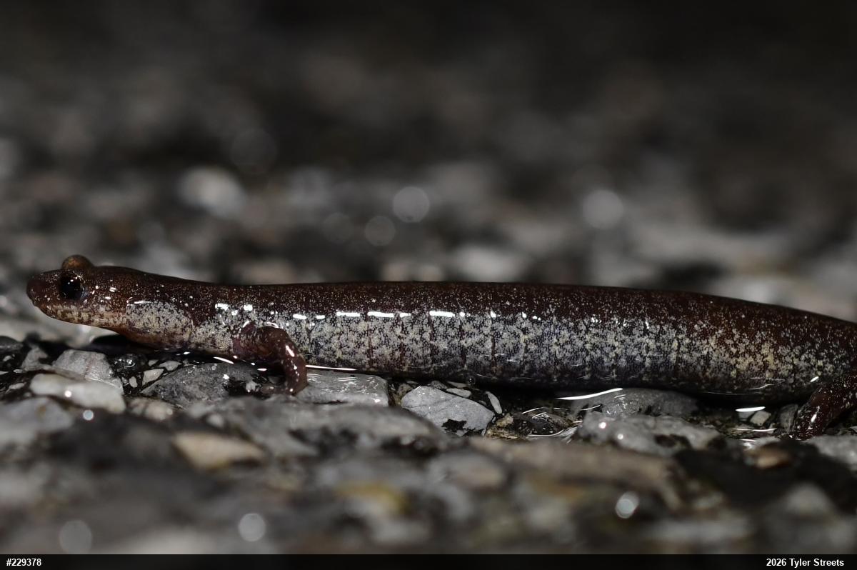 Valley And Ridge Salamander
