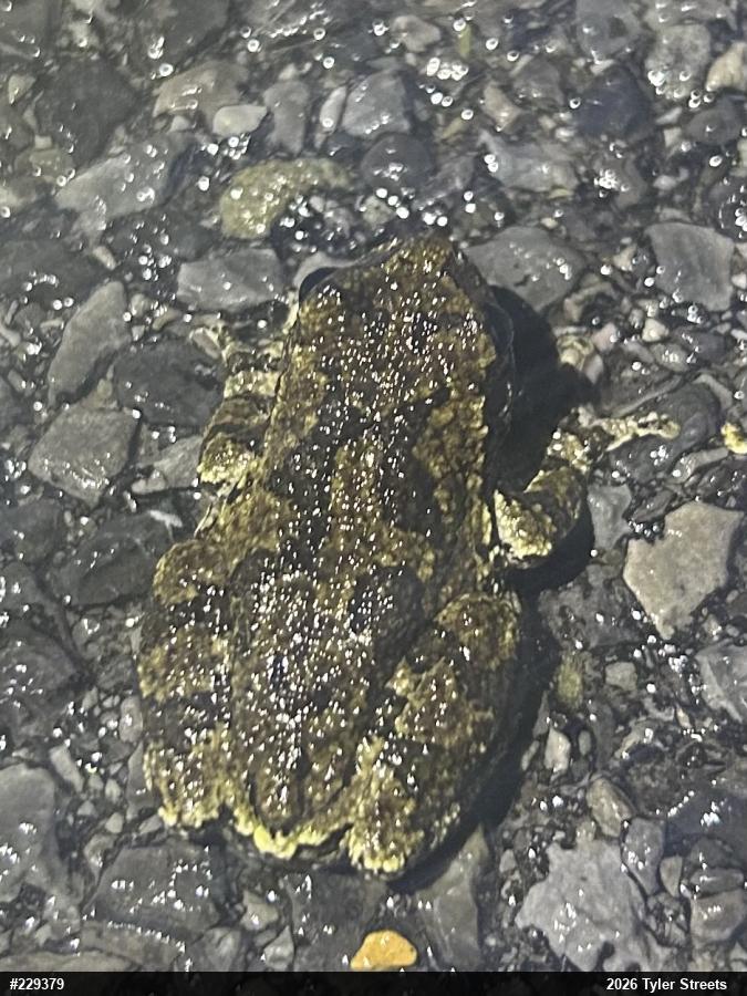 Unknown Gray Treefrog