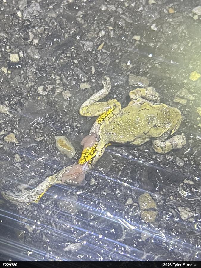 Unknown Gray Treefrog