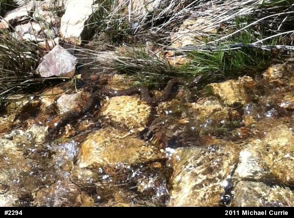Northern Watersnake