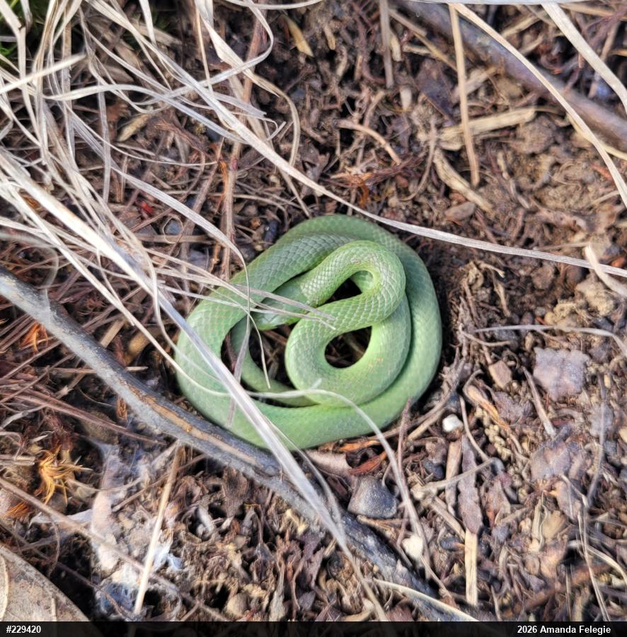 Smooth Greensnake