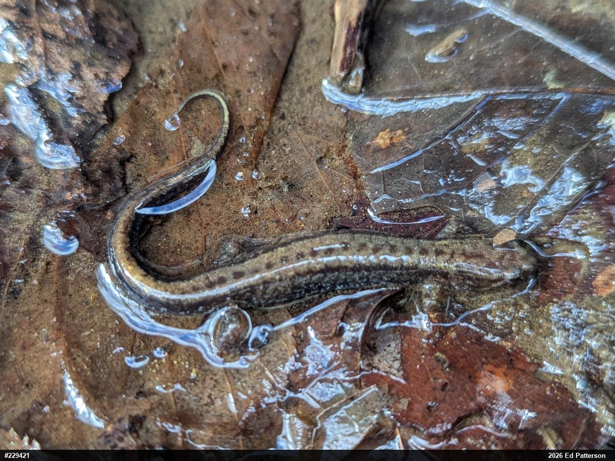 Allegheny Mountain Dusky Salamander