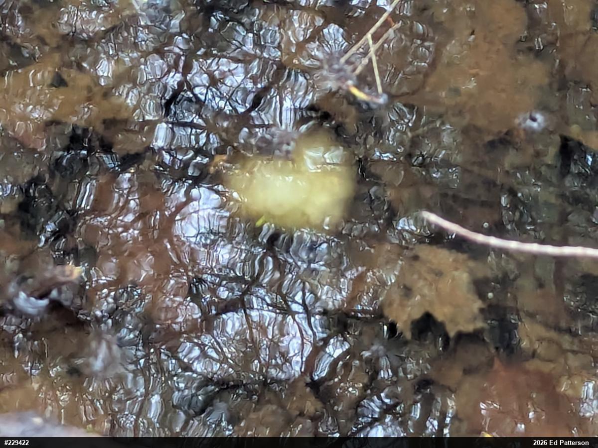 Spotted Salamander