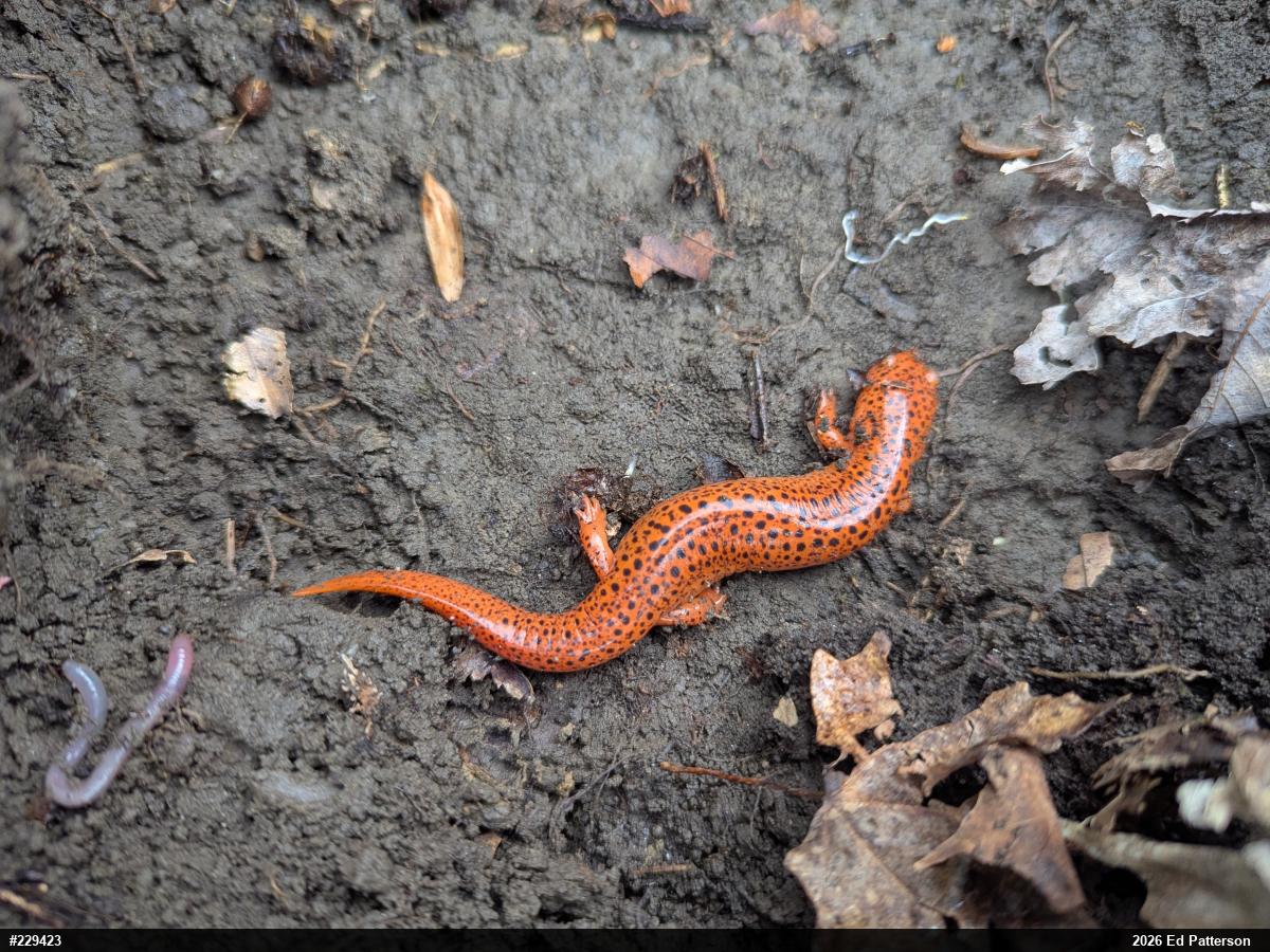 Northern Red Salamander