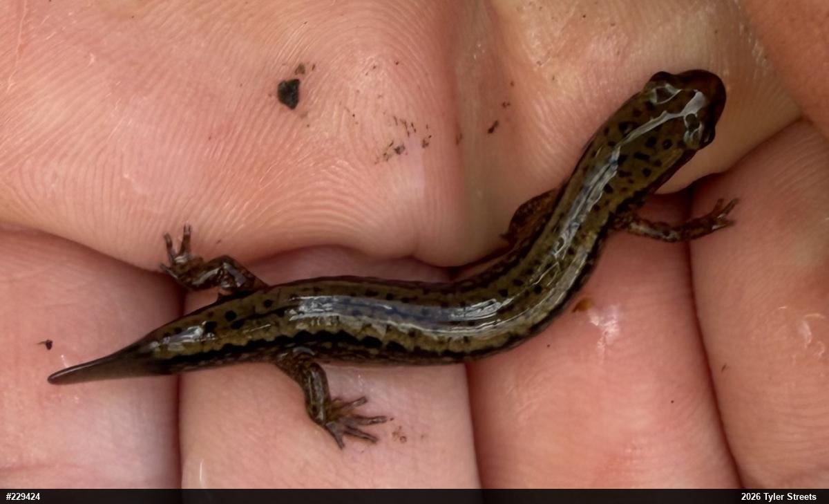 Northern Two-lined Salamander