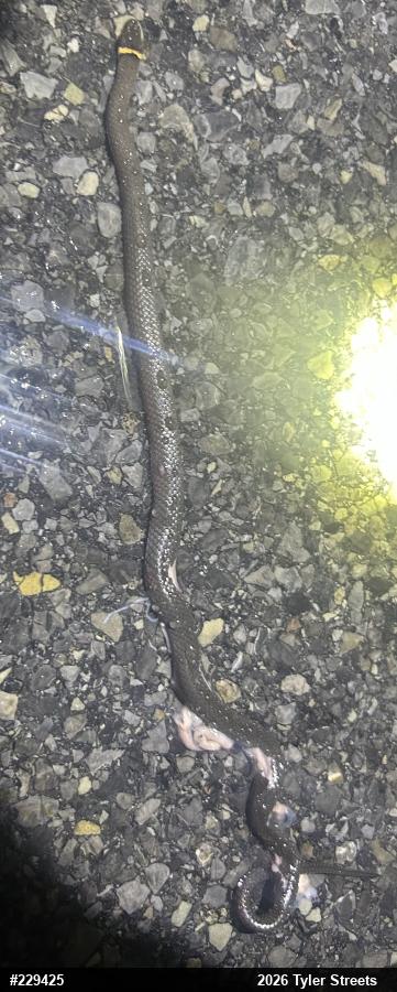 Northern Ring-necked Snake