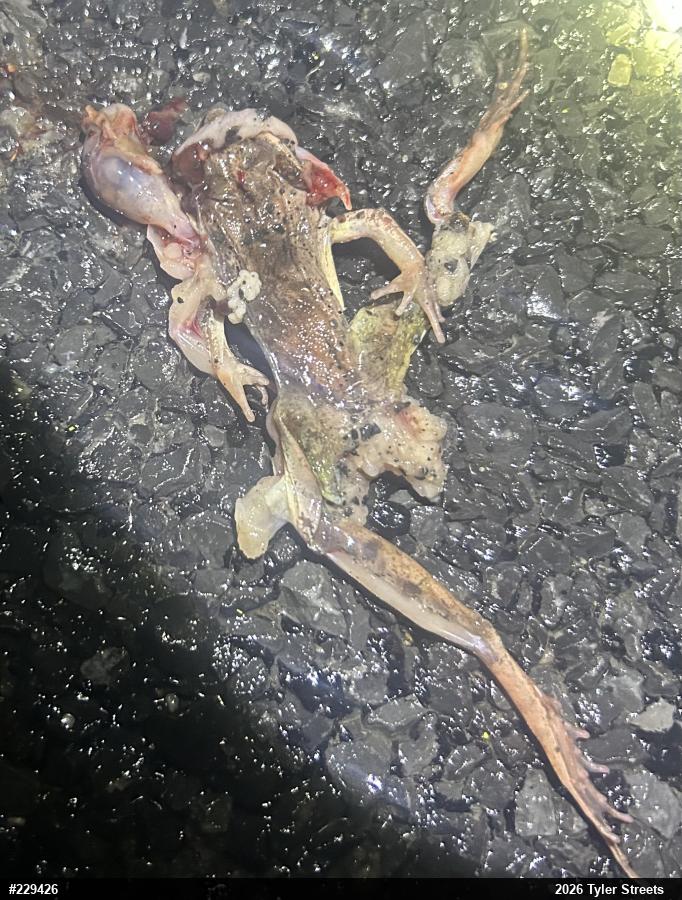 Wood Frog