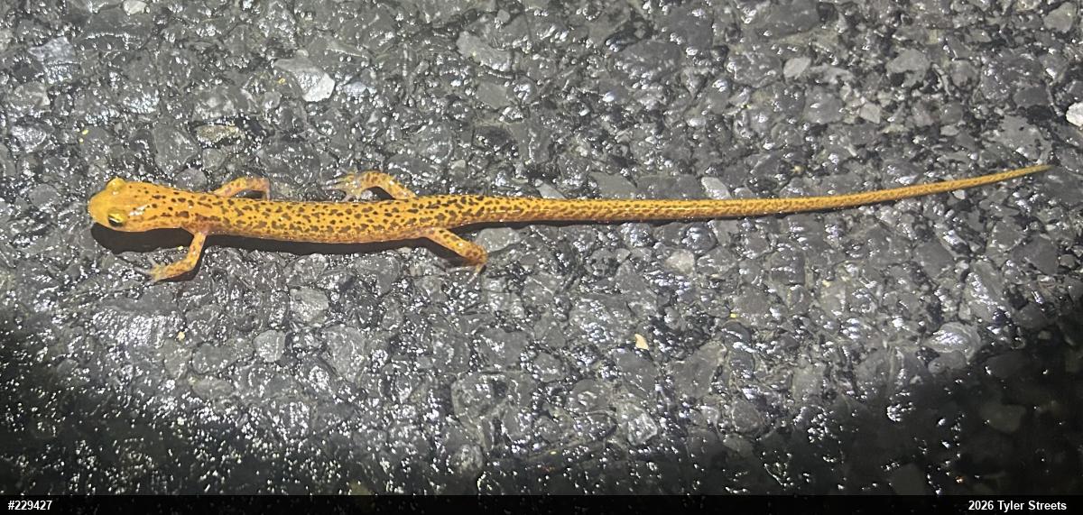 Eastern Long-tailed Salamander