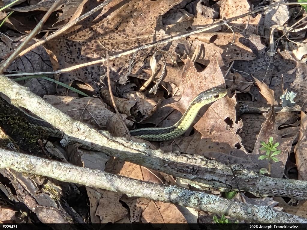 Eastern Gartersnake