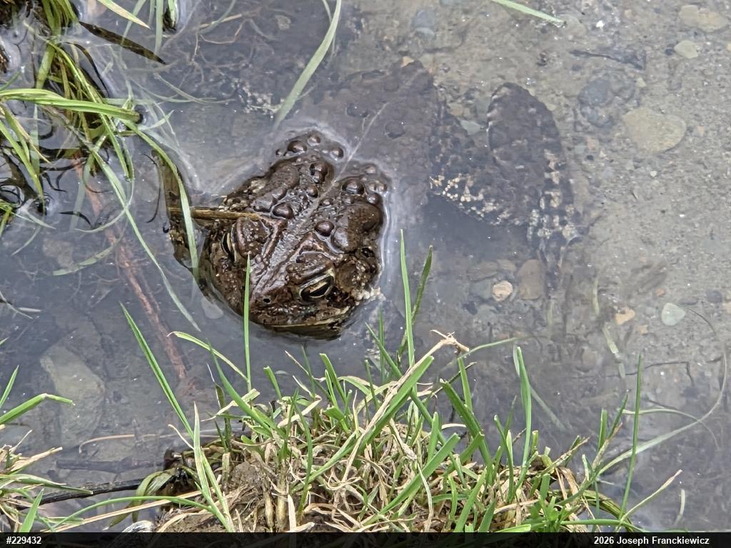 Eastern American Toad