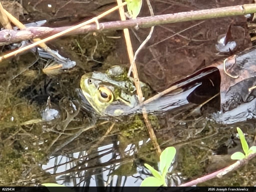 American Bullfrog