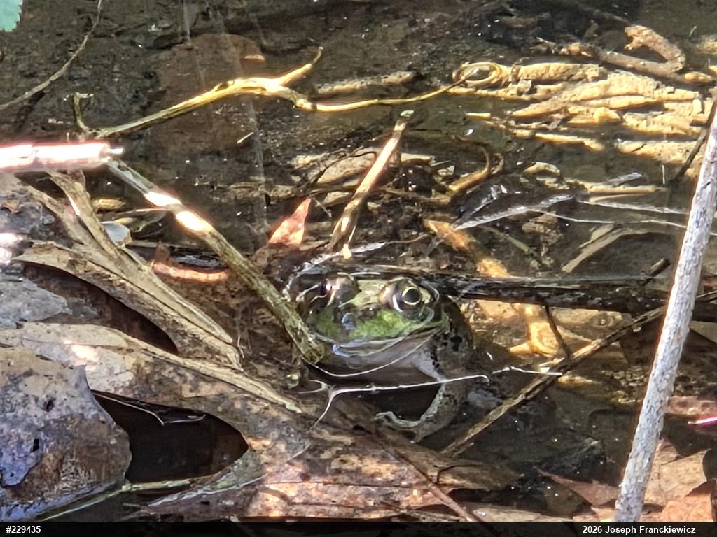 Green Frog