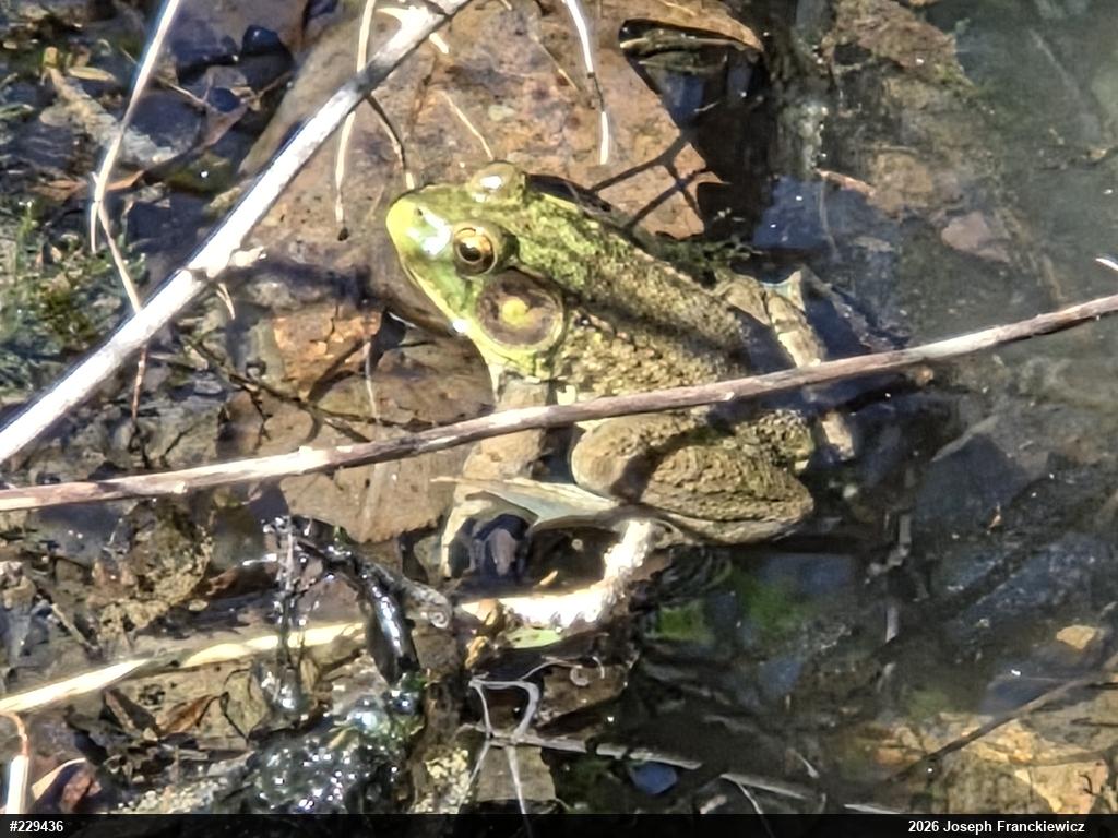 Green Frog