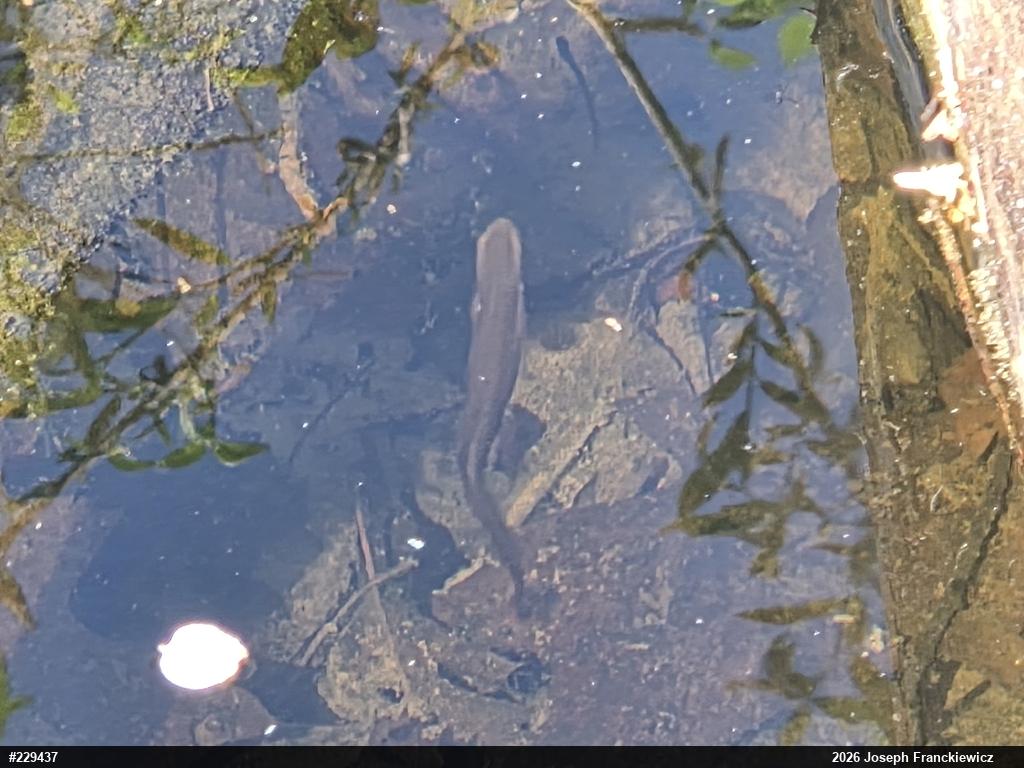 Red-spotted Newt