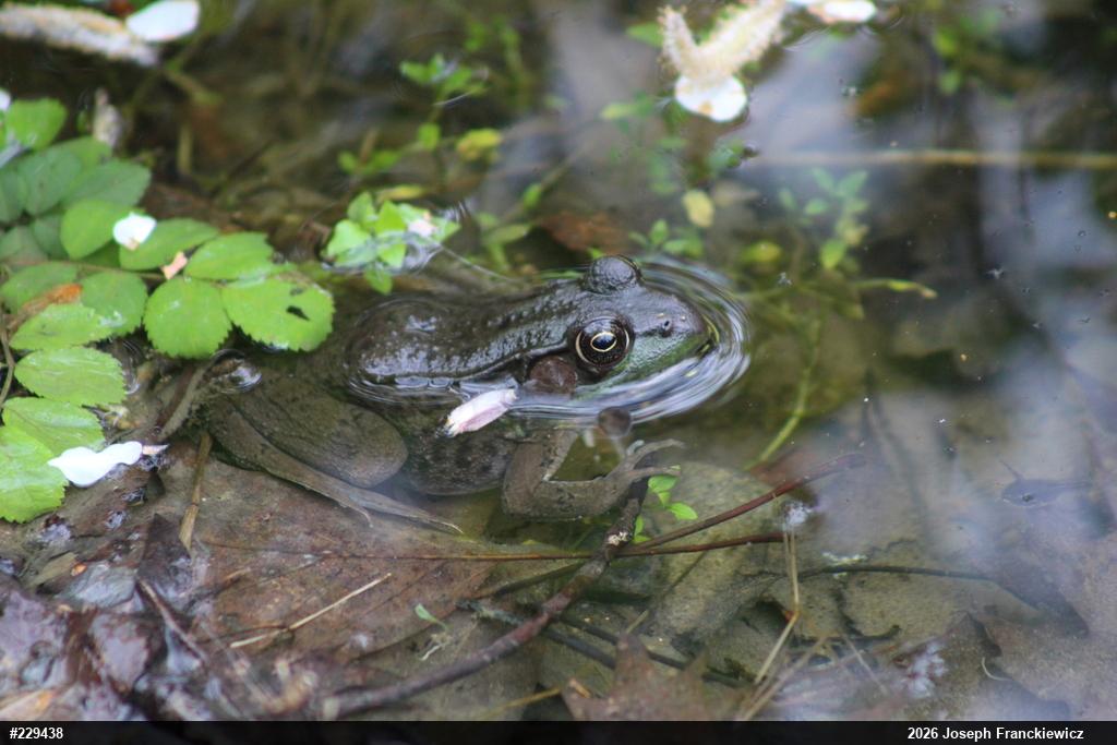 Green Frog