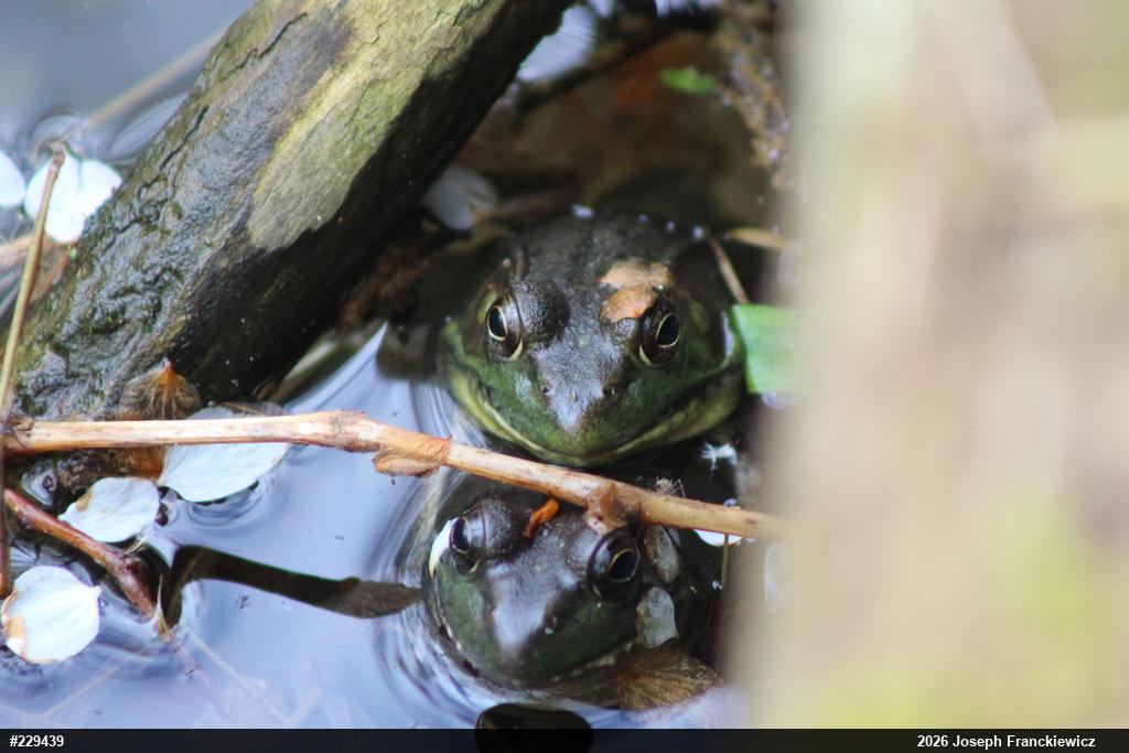 Green Frog