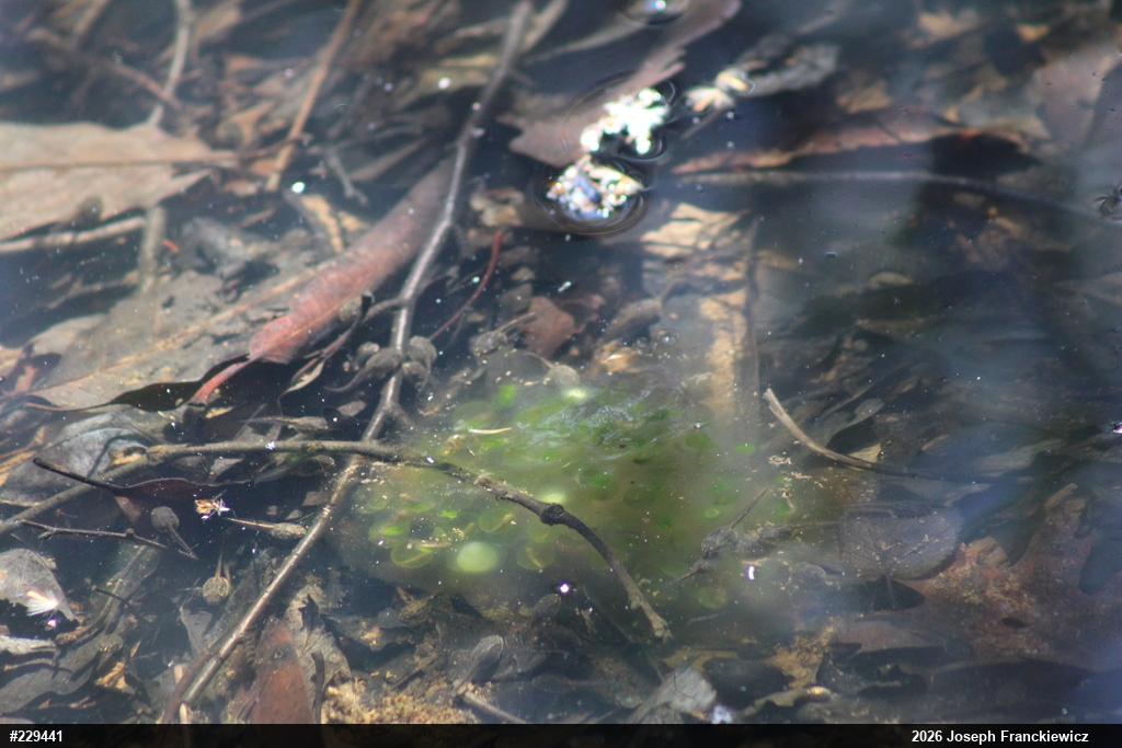 Spotted Salamander