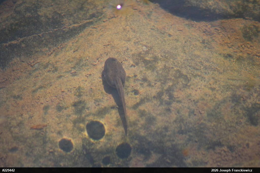 American Bullfrog