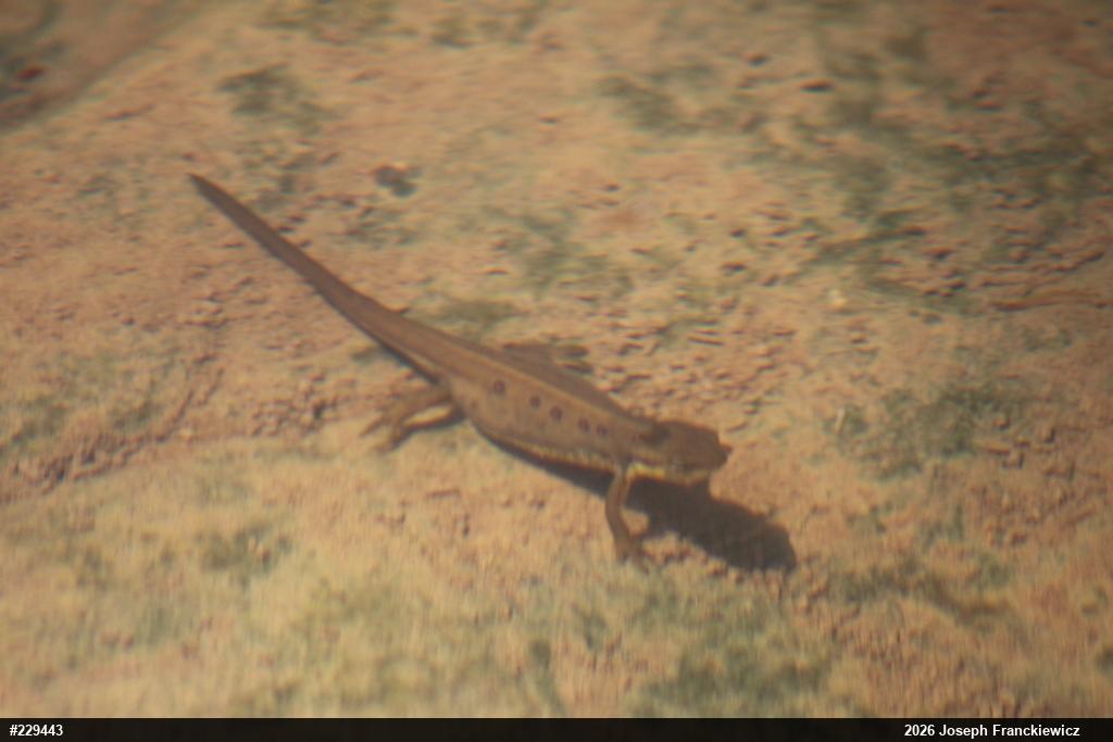Red-spotted Newt