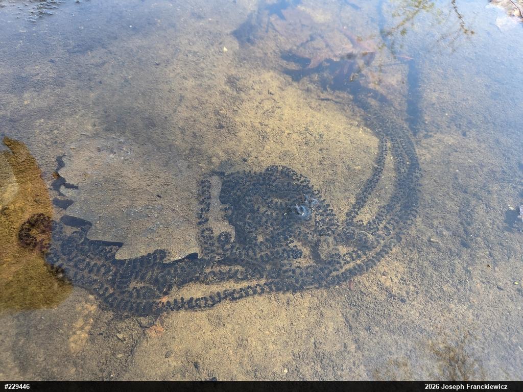 Eastern American Toad