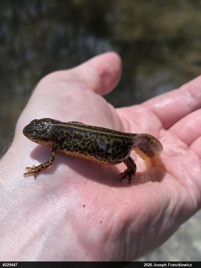 Red-spotted Newt