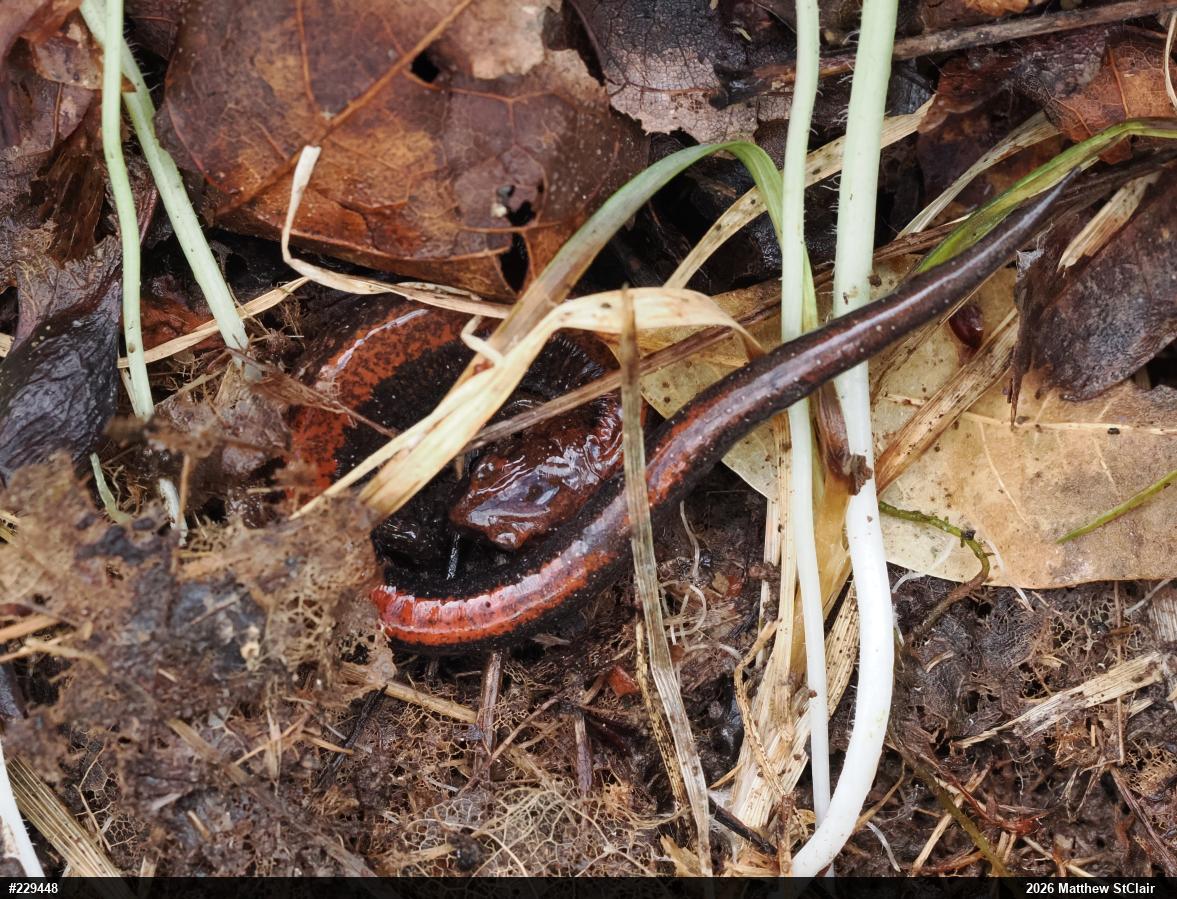 Eastern Red-backed  Salamander