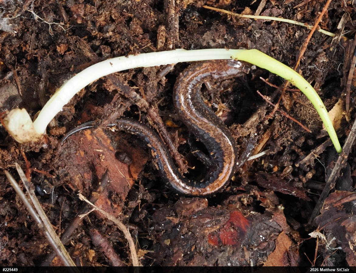 Eastern Red-backed  Salamander