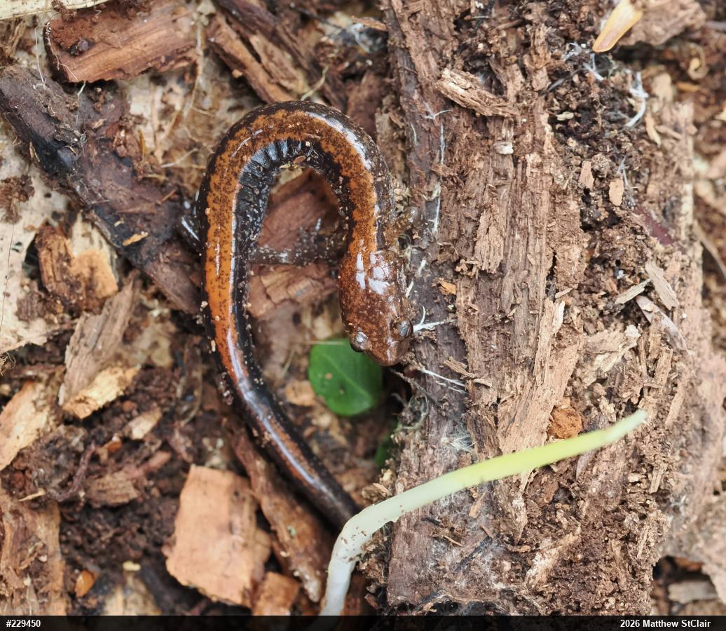 Eastern Red-backed  Salamander