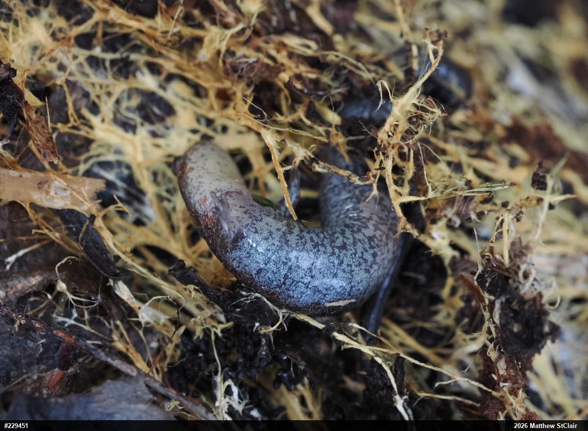 Eastern Red-backed  Salamander