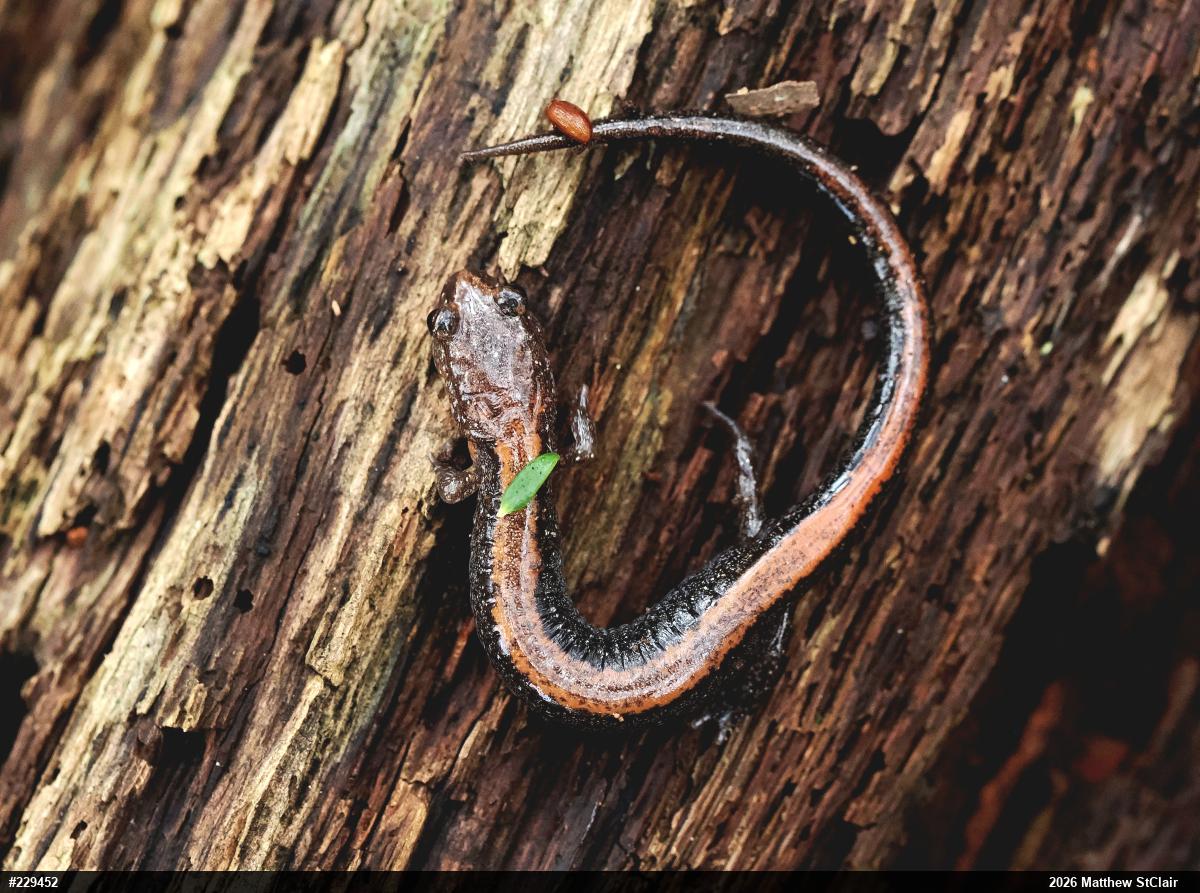 Eastern Red-backed  Salamander