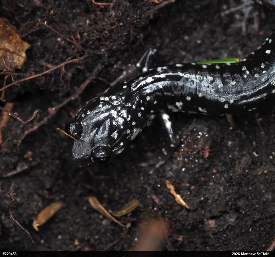 Northern Slimy Salamander