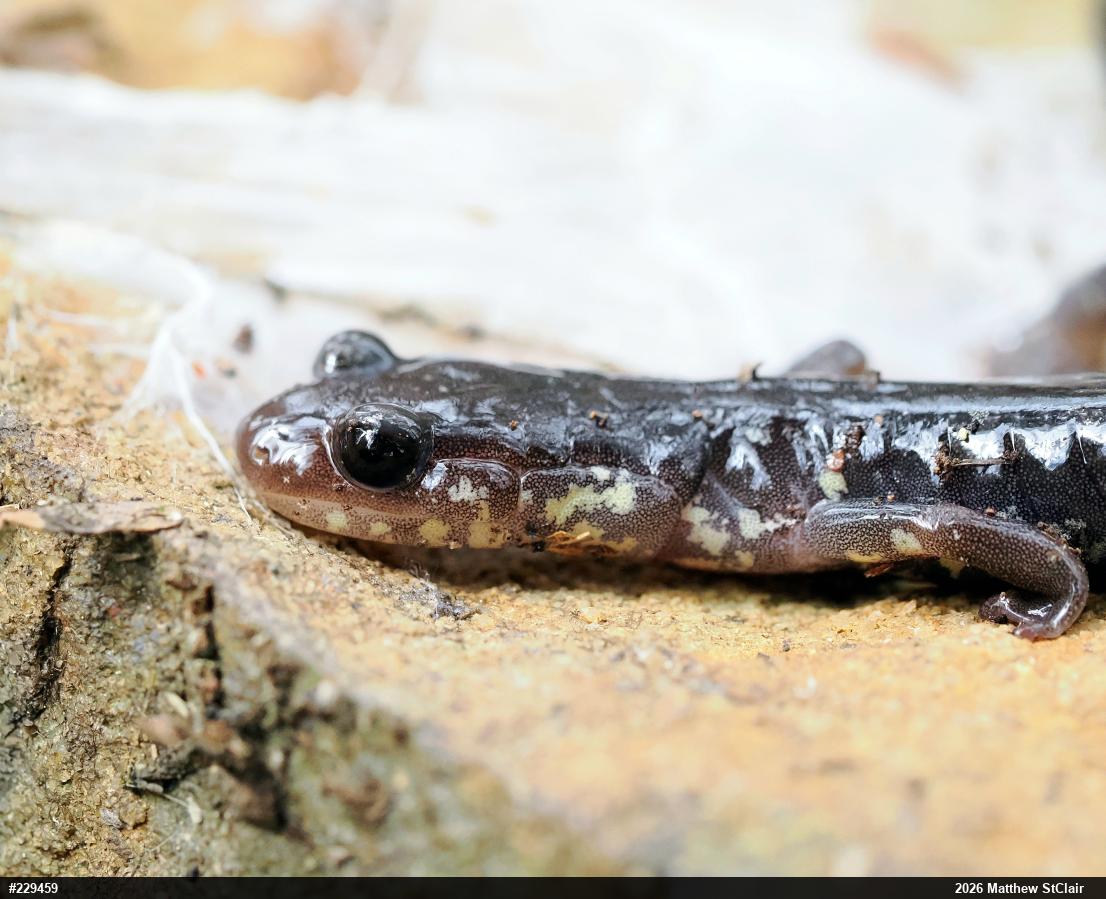 Wehrle's Salamander