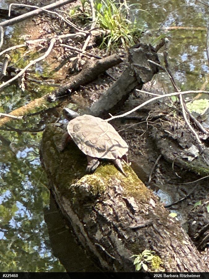 Wood Turtle