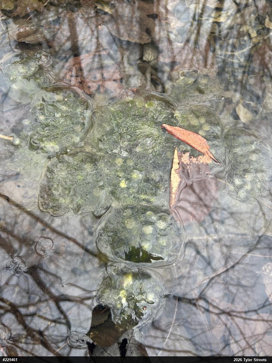 Wood Frog