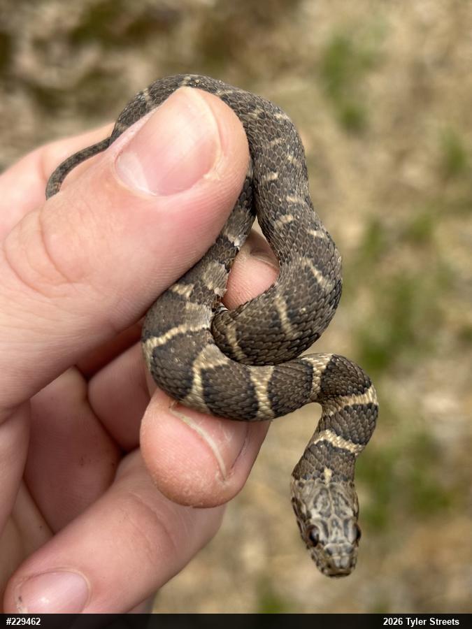 Northern Watersnake