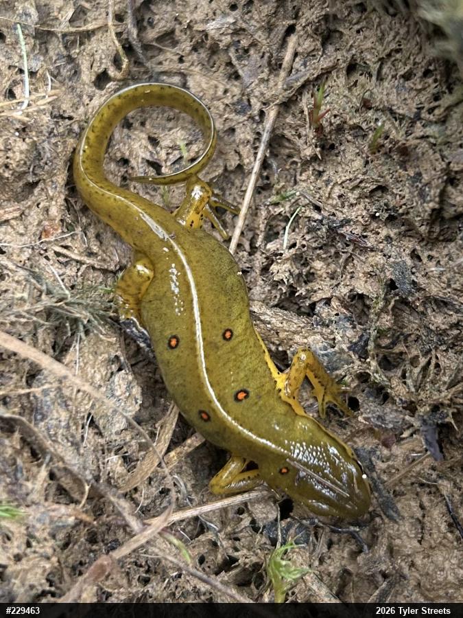 Red-spotted Newt