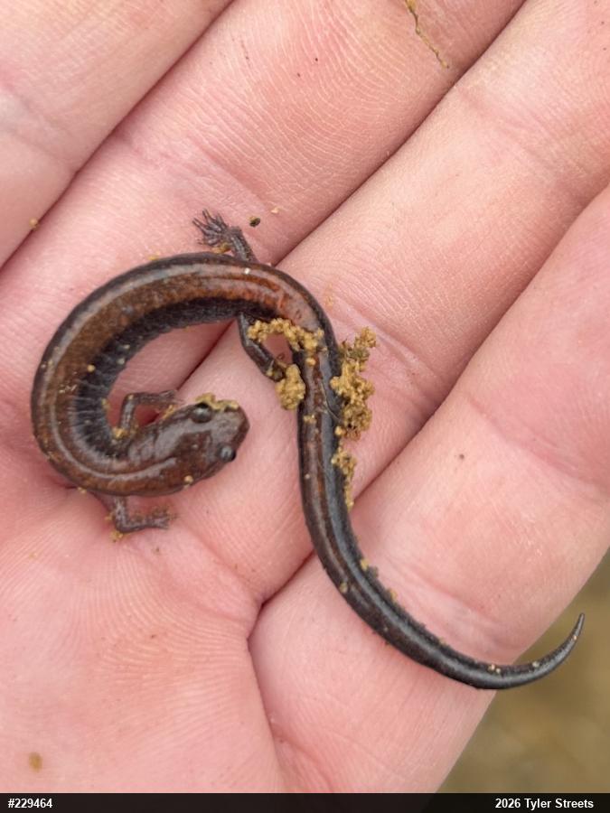 Eastern Red-backed  Salamander